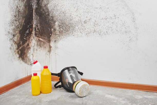 Best Office Mold Removal Services  in California, PA