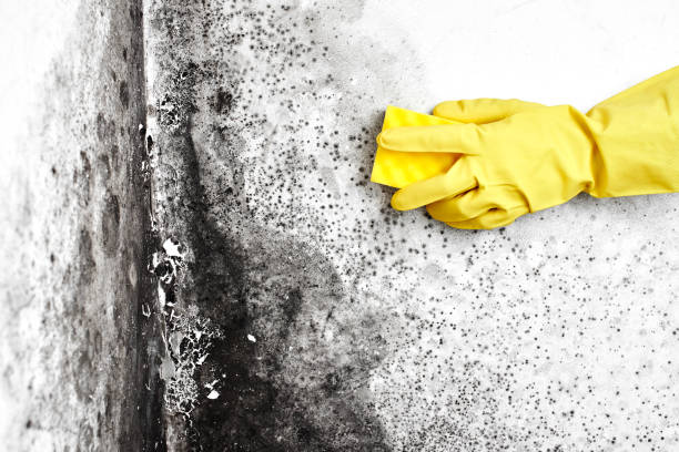 Mold Testing and Removal in California, PA