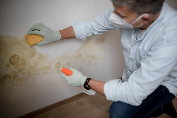 Best Residential Mold Removal  in California, PA