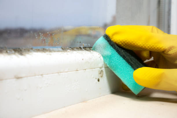 Best Same-Day Mold Removal  in California, PA