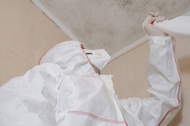 Office Mold Removal Services in California, PA