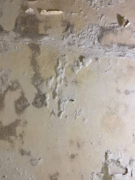 Best Attic Mold Removal  in California, PA