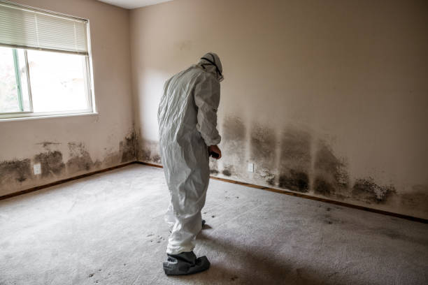 Best Mold Testing  in California, PA