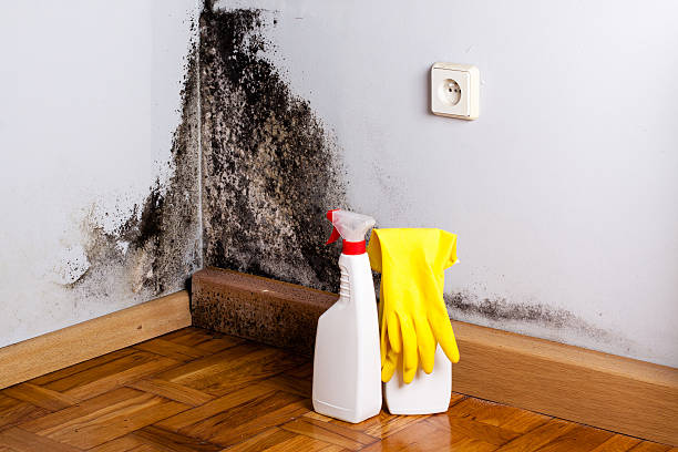 Best Toxic Mold Removal  in California, PA
