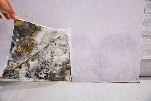 Best Mold Removal Near Me  in California, PA